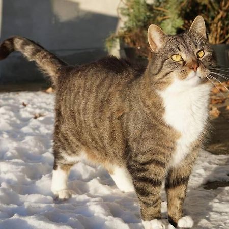 Sofiesminde Ferielejligheder Givskud Give Bagian luar foto